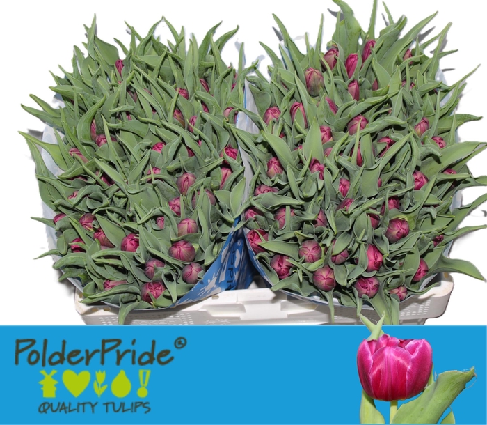 <h4>TU DU WORLD BOWL</h4>