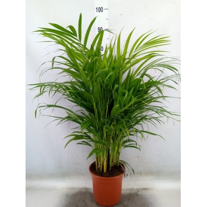 Dypsis lutescens   ...Chrysalidoca