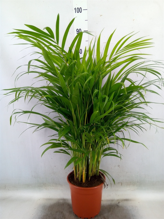 <h4>Dypsis lutescens   ...Chrysalidoca</h4>