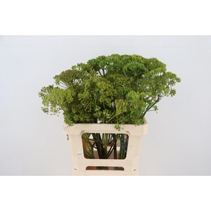 FOENICULUM VULGARE 060CM