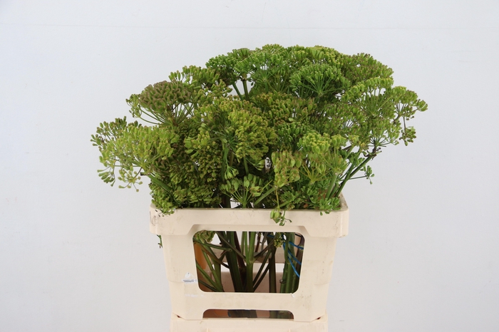<h4>FOENICULUM VULGARE 060CM</h4>
