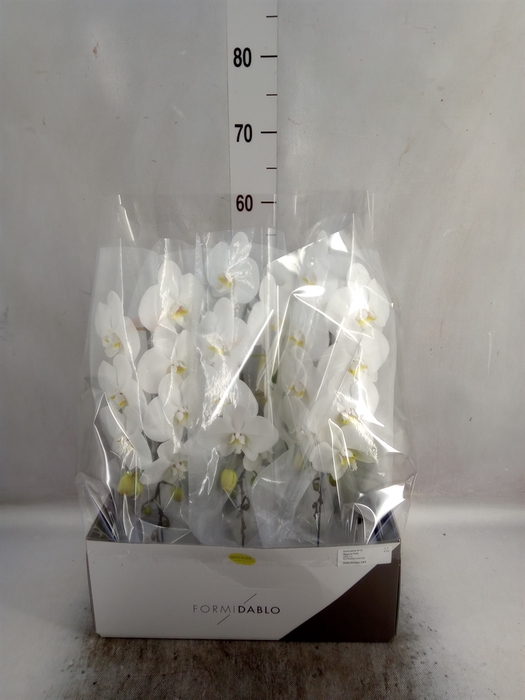 <h4>Phalaenopsis   ...white</h4>