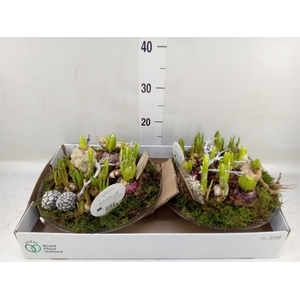 Arr.   Bol/Knolgewas L%