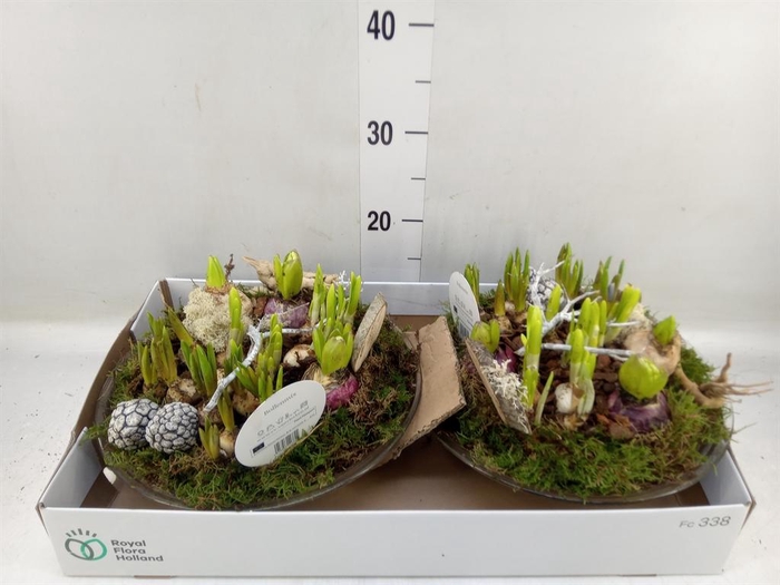 <h4>Arr. Bol/Knolgewas L%</h4>