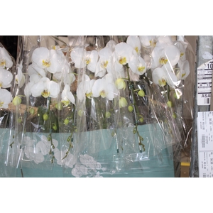 PHALAENOPSIS CASCATA P15 BRANCO MIN 11 FLS