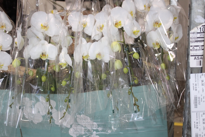 <h4>PHALAENOPSIS CASCATA P15 BRANCO MIN 11 FLS</h4>