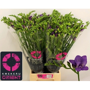 Freesia du Biscaya