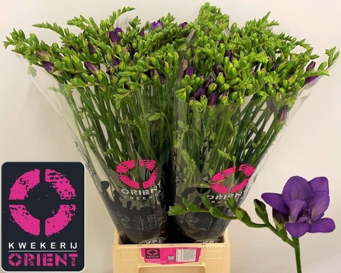 <h4>Freesia du Biscaya</h4>