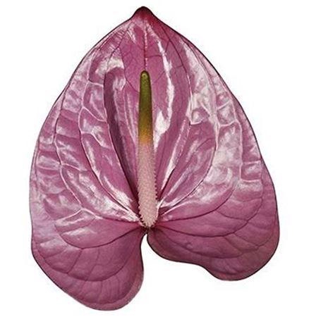 <h4>Anth A Kaleo</h4>