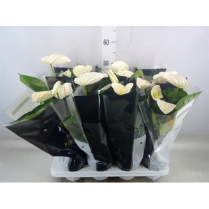 Anthurium andr. 'Alpine'