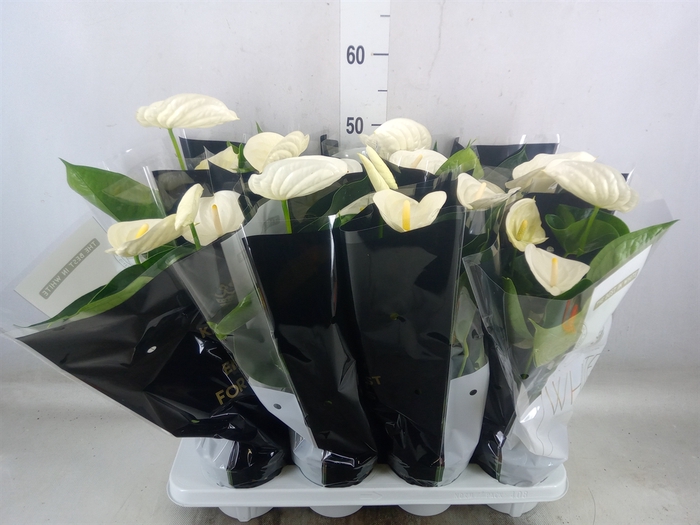 <h4>Anthurium andr. 'Alpine'</h4>