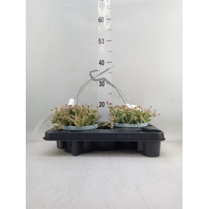 Crassula marnieriana