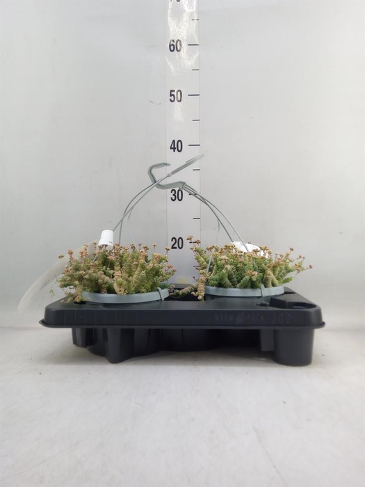 <h4>Crassula marnieriana</h4>