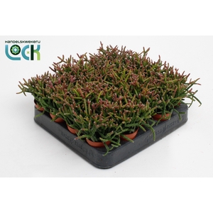 RHIPSALIS BURCHELLII