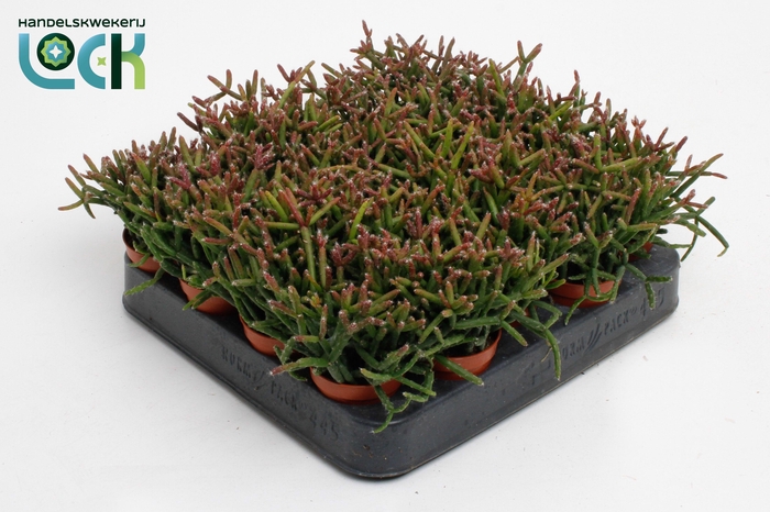 <h4>Rhipsalis Burchellii</h4>