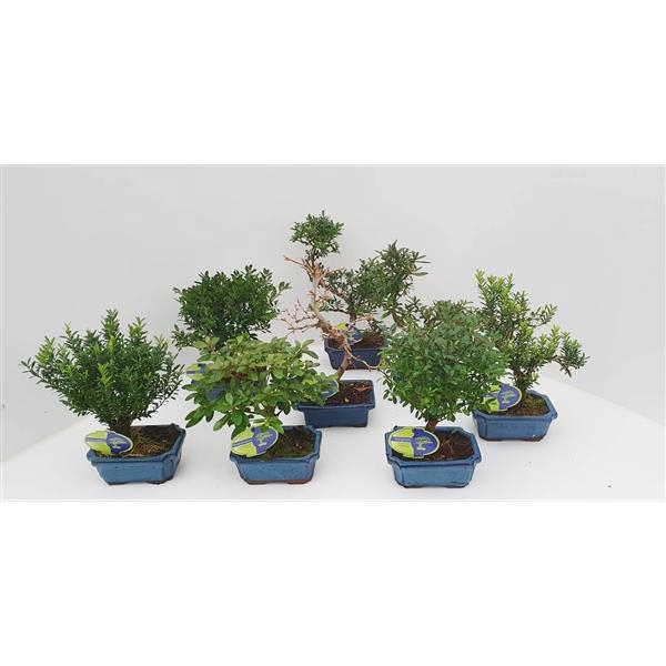 <h4>Bonsai mix outdoor, 15 cm., broom and shape. Without drip tray - Partly without leaves during winter</h4>
