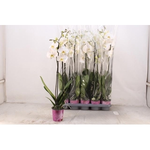 PHAL OV WIT