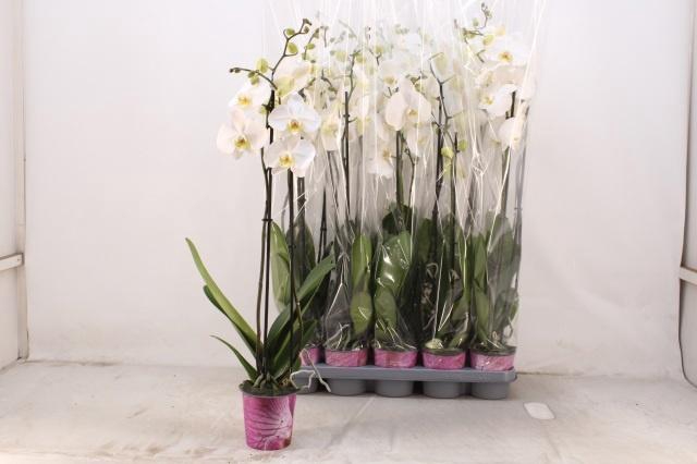 <h4>PHAL OV WIT</h4>