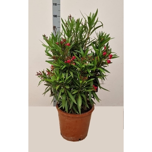 NERI OLEANDER