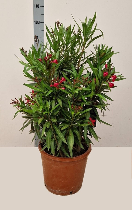 <h4>NERI OLEANDER</h4>