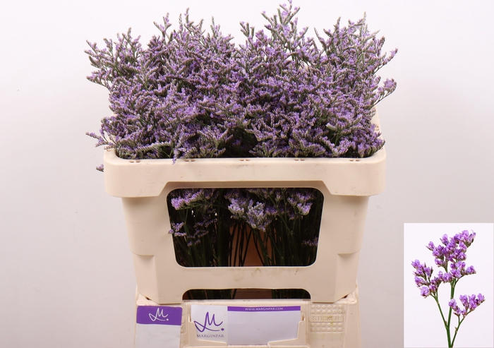 <h4>LIM OV SKYLIGHT</h4>