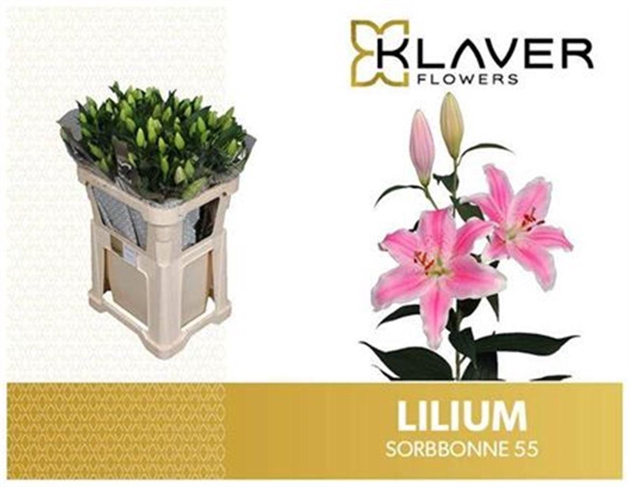 <h4>Li Or Sorbonne 5+</h4>