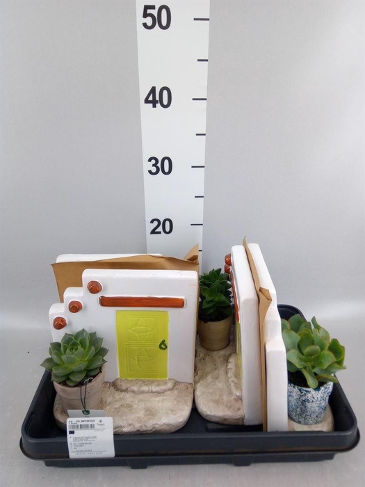 <h4>Arr.  Succulents H%</h4>
