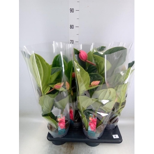 Medinilla magn. 'Flamenco'