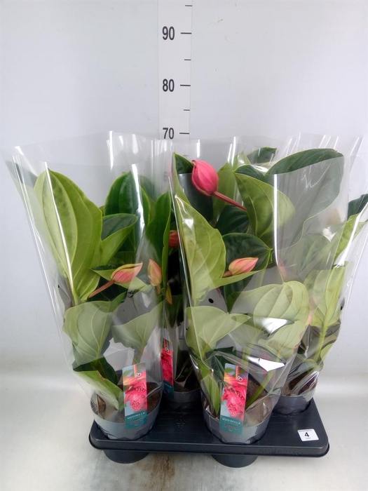 <h4>Medinilla magn. 'Flamenco'</h4>