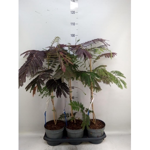 Albizia julibrissin