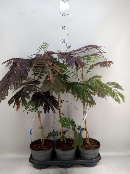 <h4>Albizia julibrissin</h4>
