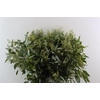 Euca Populus Berry 200gr P Bunch