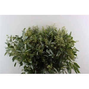 Euca Populus Berry 200gr P Bunch
