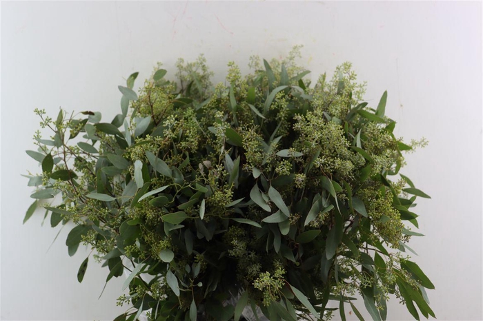 Euca Populus Berry 200gr P Bunch