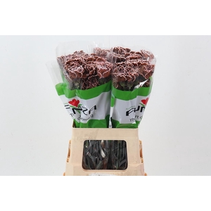 Di St Tinted Brownie