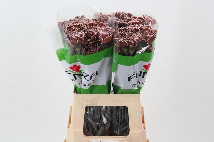 <h4>Di St Tinted Brownie</h4>