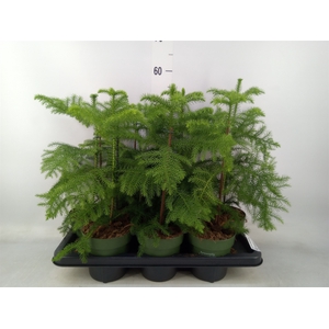 Araucaria heterophylla