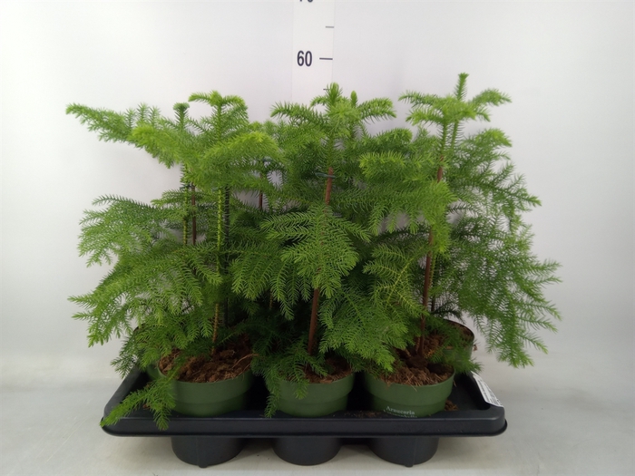 <h4>Araucaria heterophylla</h4>
