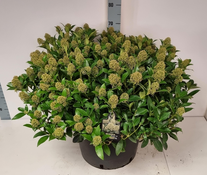 <h4>SKIM J WHITE DWARF</h4>