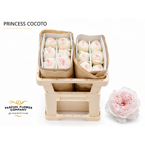 Rosa Princess Cocotto