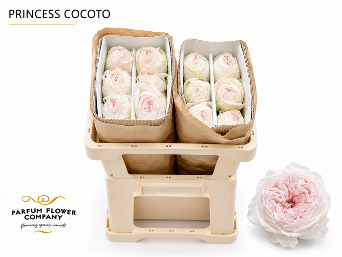 <h4>Rosa Princess Cocotto</h4>