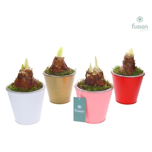 Pot zink wit met verlichting met Amaryllis