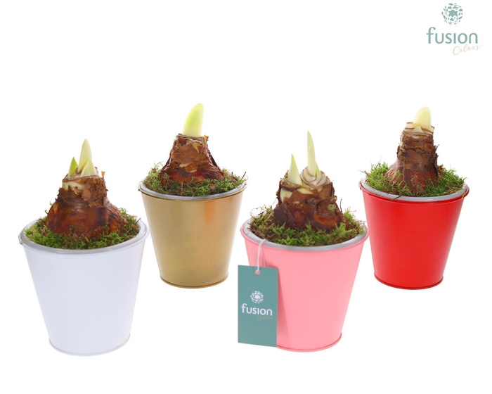 <h4>Pot zink wit met verlichting met Amaryllis</h4>