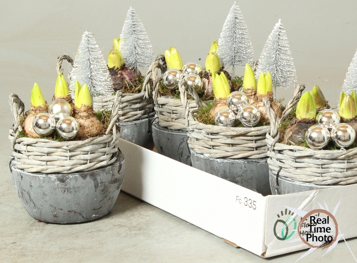 <h4>ARR HYACINTH</h4>