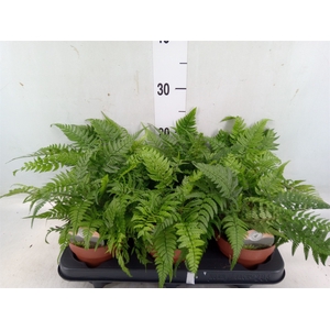 Polystichum tsus-simense