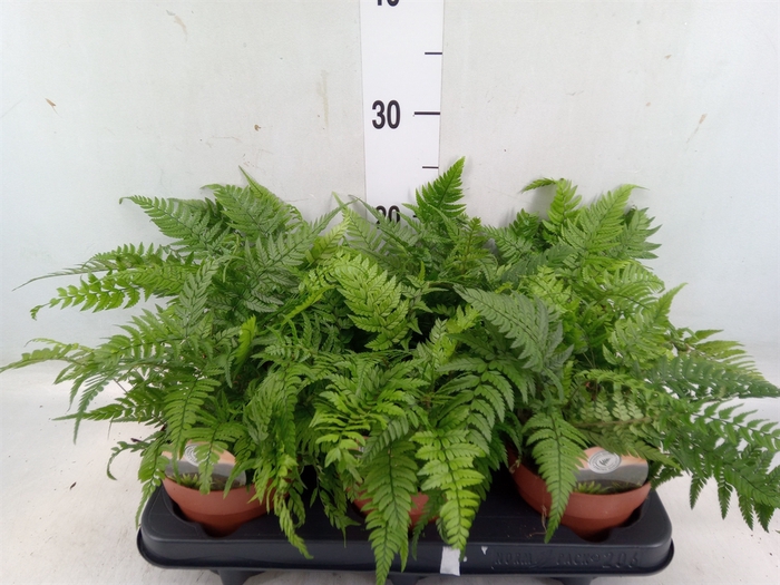 <h4>Polystichum tsus-simense</h4>