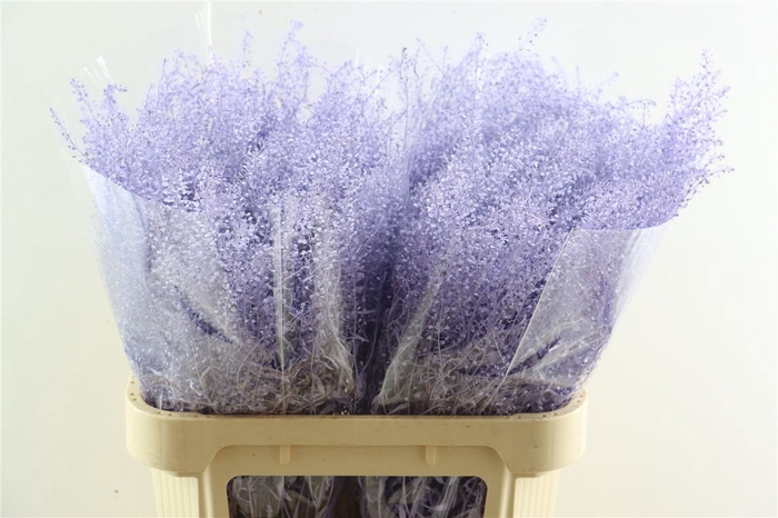 <h4>Lepidium Milka</h4>