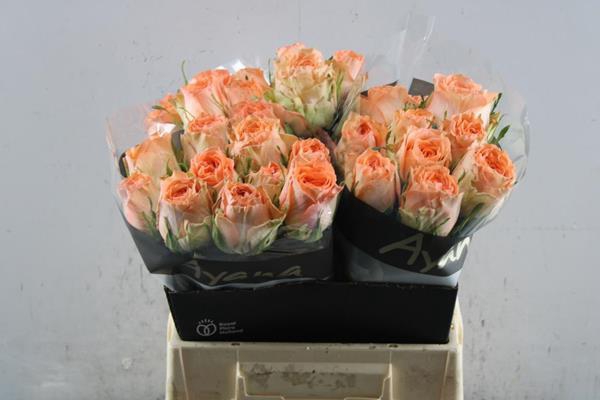 <h4>R Gr Barbarella L 40</h4>