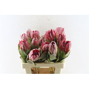 Protea Sharonet