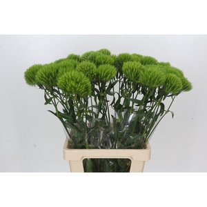 Dianthus Br Kiwi Mellow